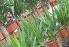 Trigwellplant-nursery-10.jpg; ?>